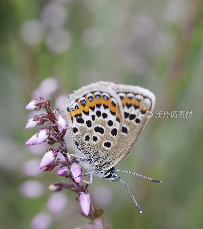 银钉蓝蝴蝶(Plebeius argus)雌性